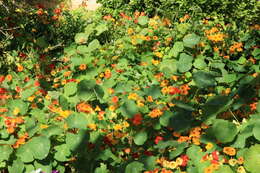 Image of Garden Nasturtium