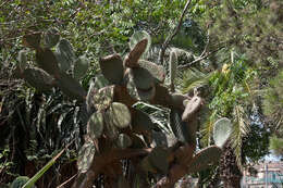 Plancia ëd Opuntia leucotricha DC.