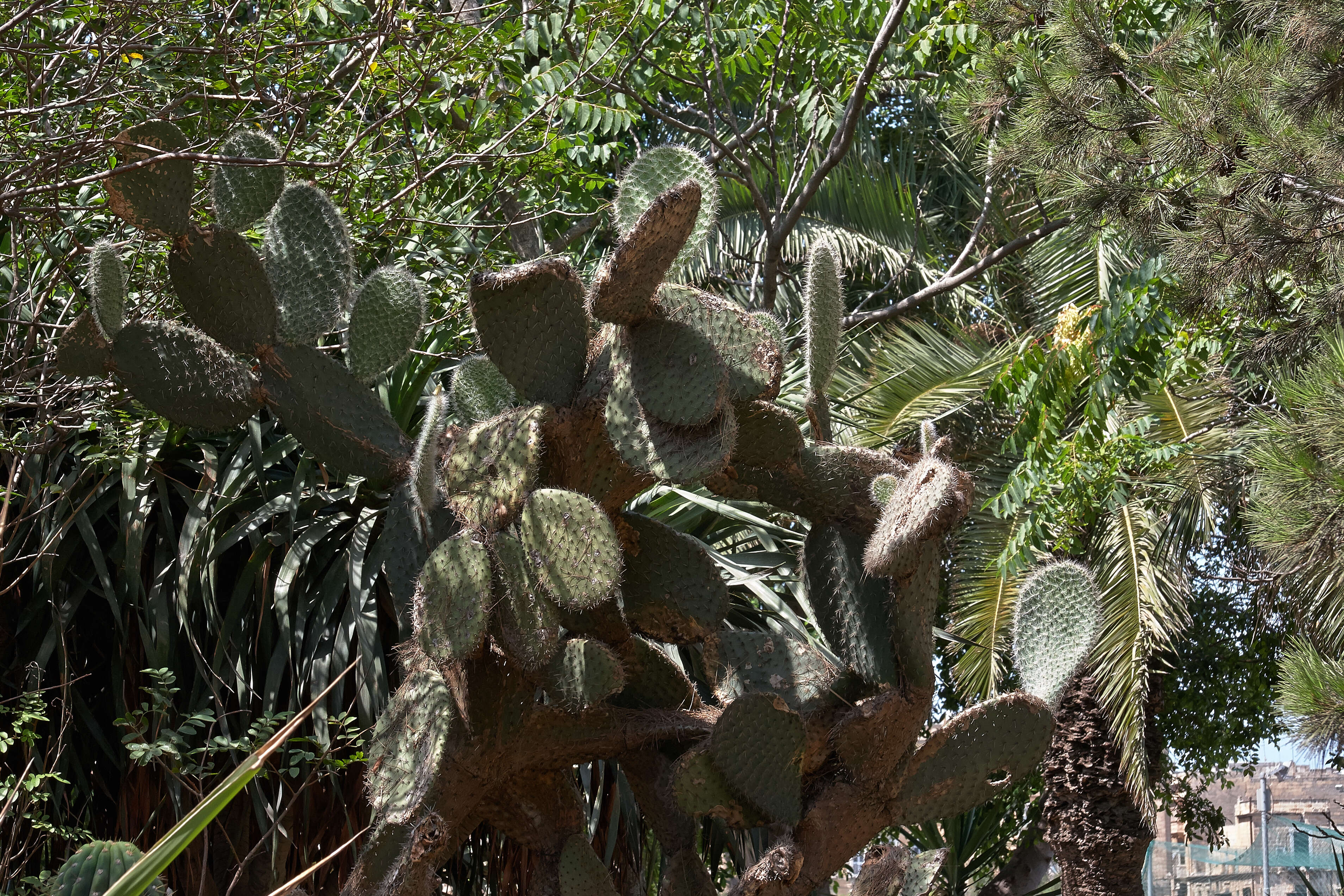 Plancia ëd Opuntia leucotricha DC.