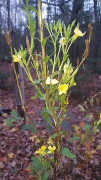 Plancia ëd Oenothera parviflora L.