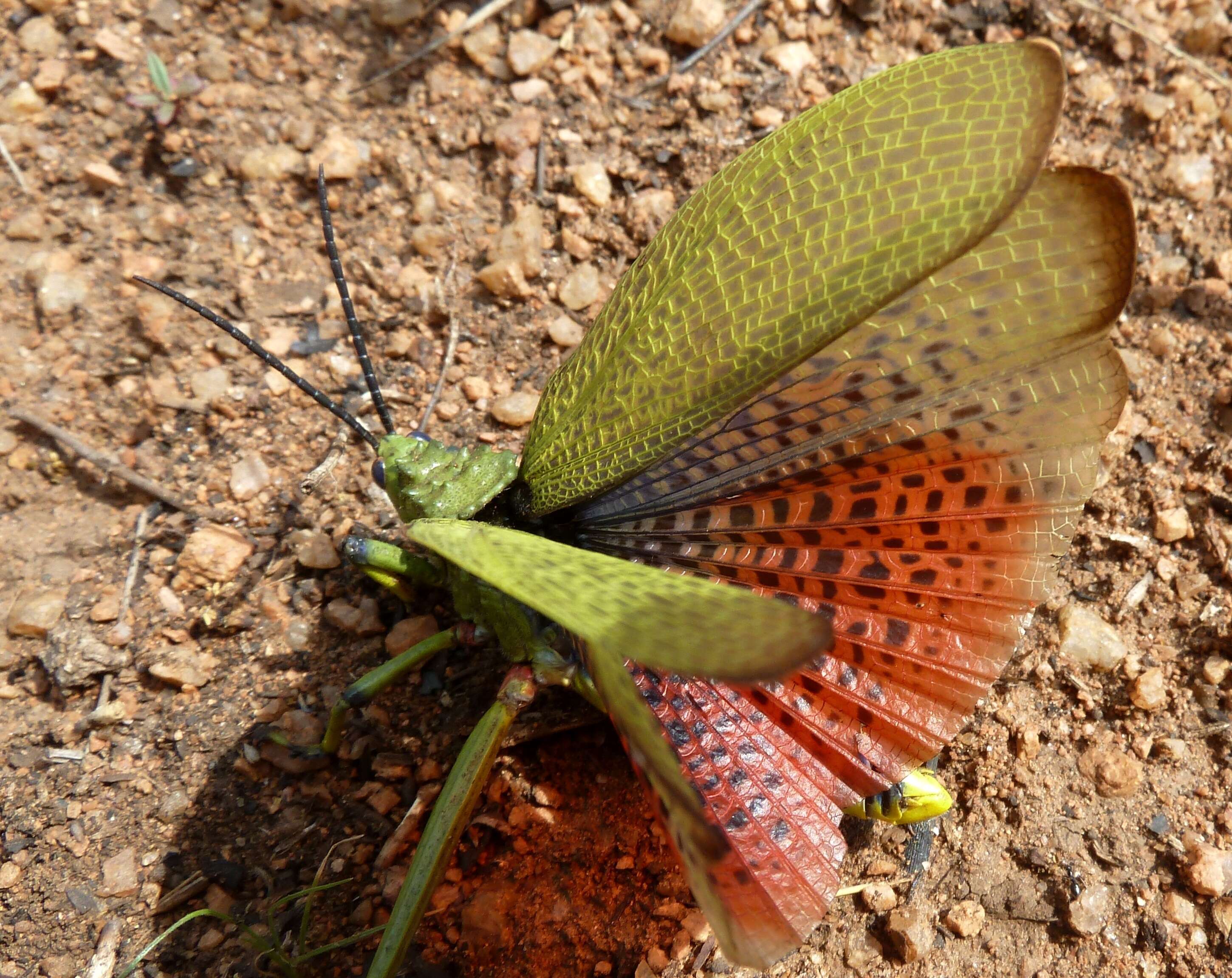 Plancia ëd Phymateus (Phymateus) viridipes Stål 1873