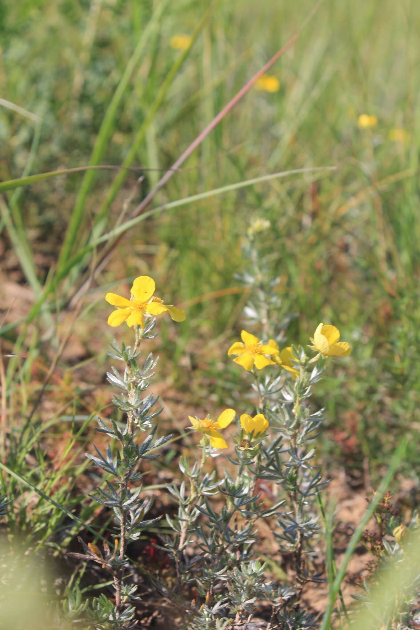 Dasiphora parvifolia (Fisch. ex Lehm.) Juz.的圖片