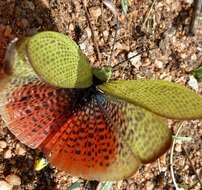 Plancia ëd Phymateus (Phymateus) viridipes Stål 1873