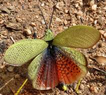 Plancia ëd Phymateus (Phymateus) viridipes Stål 1873