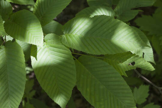 Image of Sawa Hornbeam