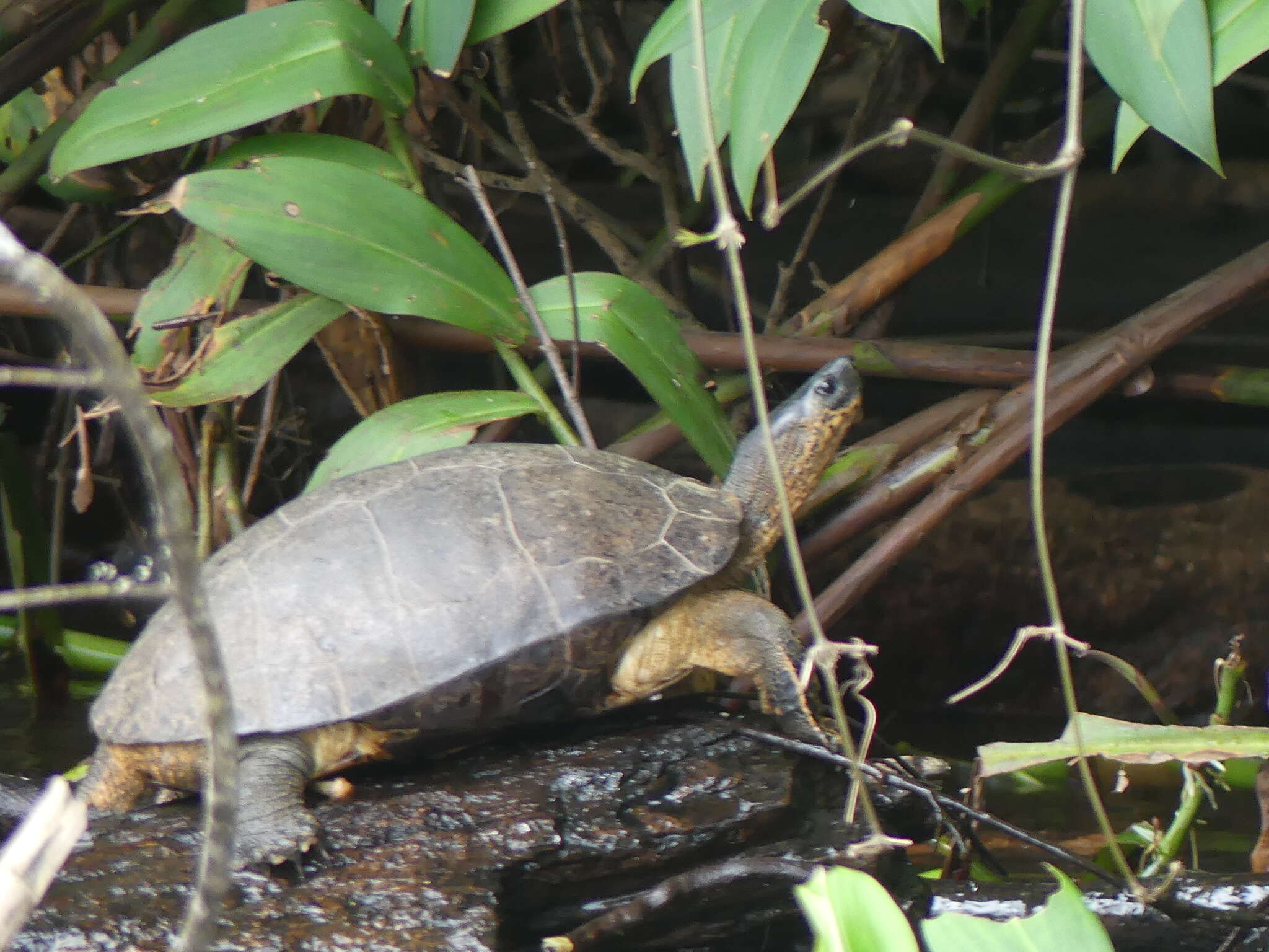 Image of Black River Turtle