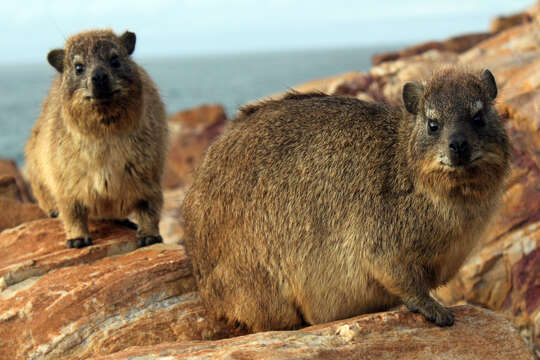 Image of Rock Hyrax