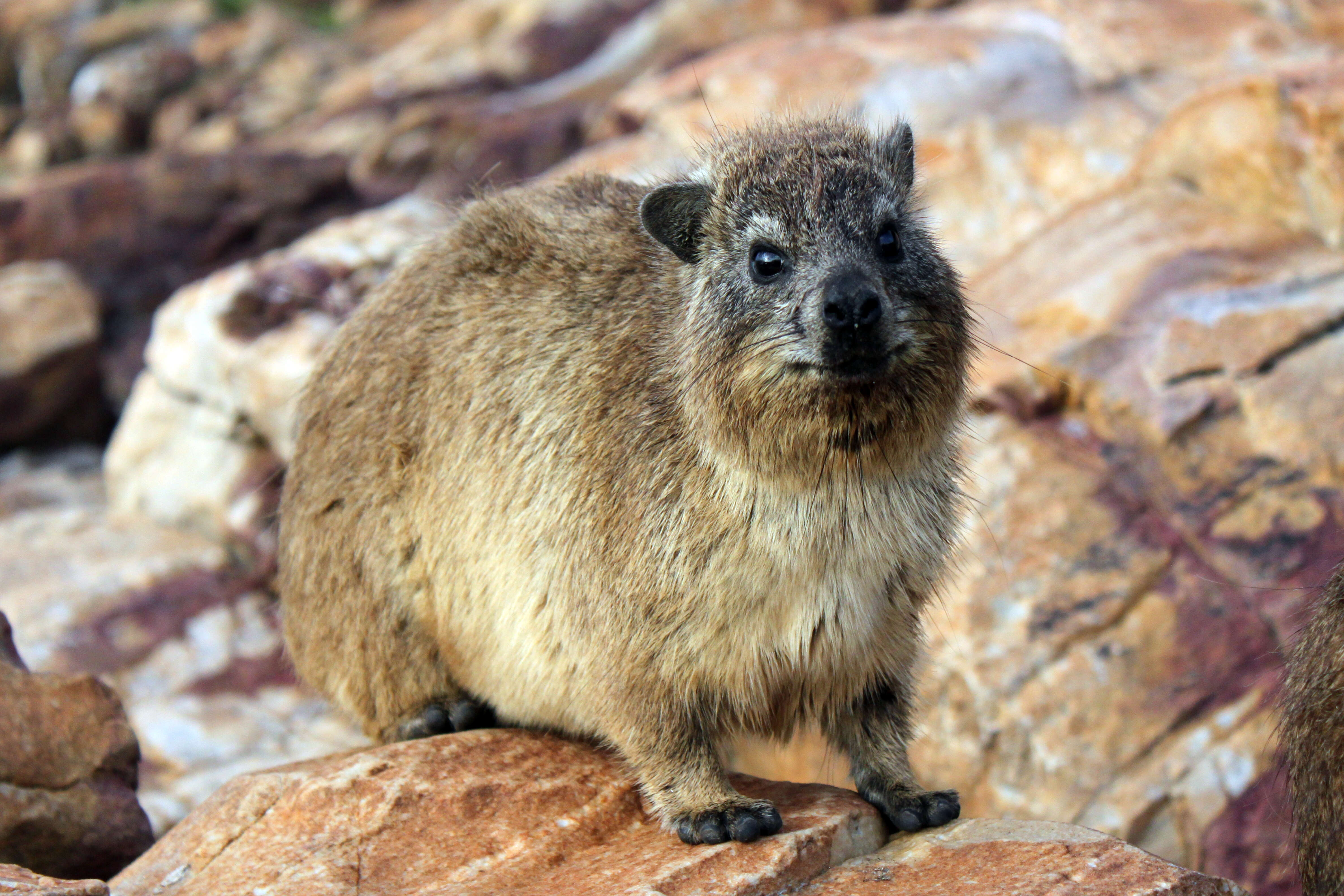 Image of Rock Hyrax