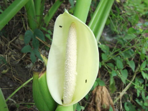 Image of Wild Taro
