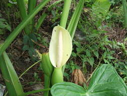 Image of Wild Taro