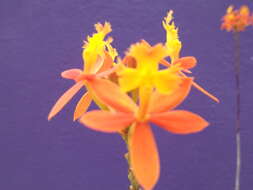 Image of Epidendrum ibaguense Kunth