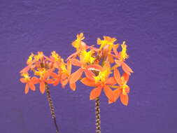 Image of Epidendrum ibaguense Kunth