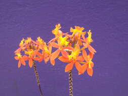 Sivun Epidendrum ibaguense Kunth kuva