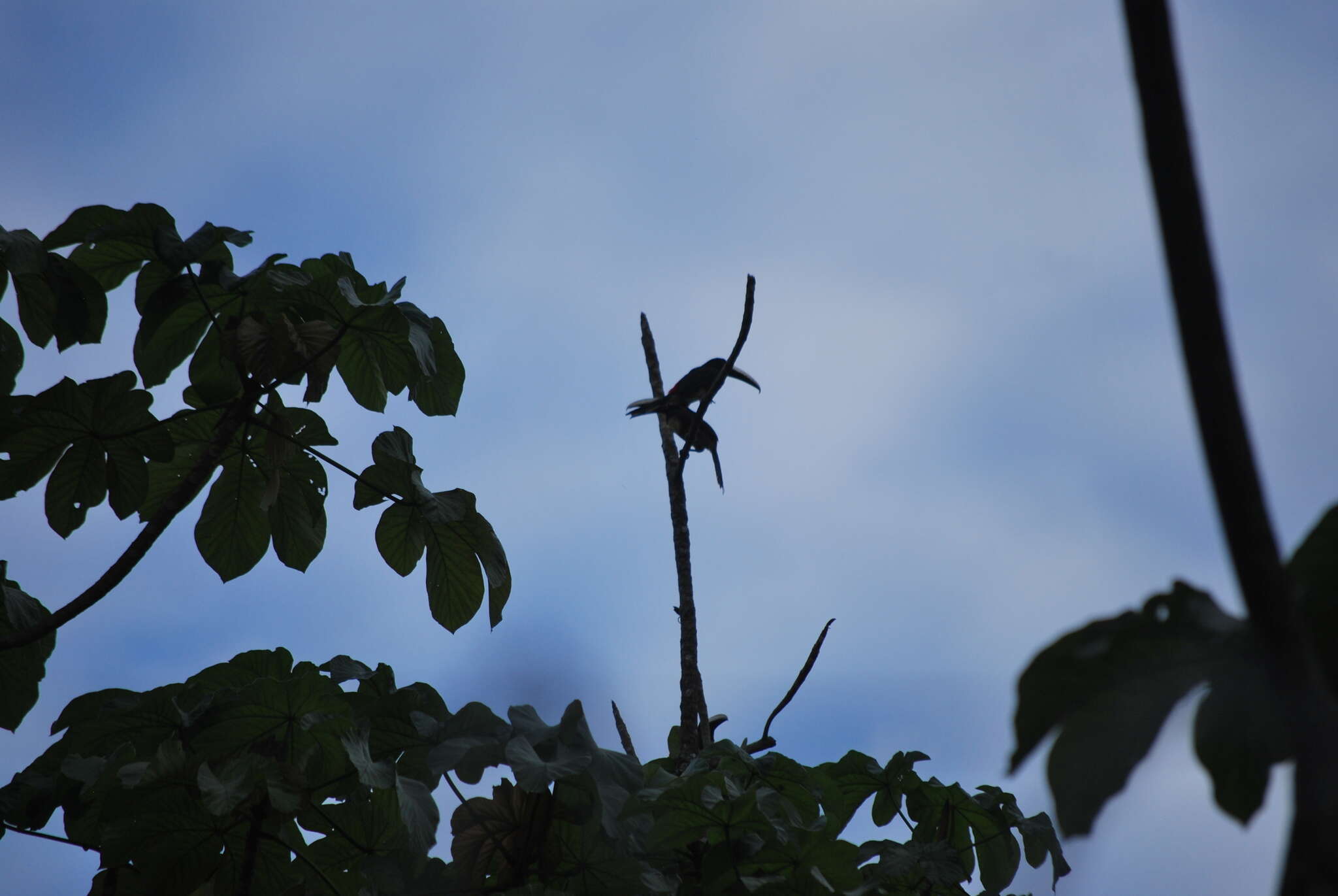 Image of Black-necked Aracari