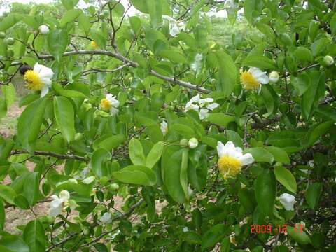 Imagem de Oncoba spinosa Forsk.