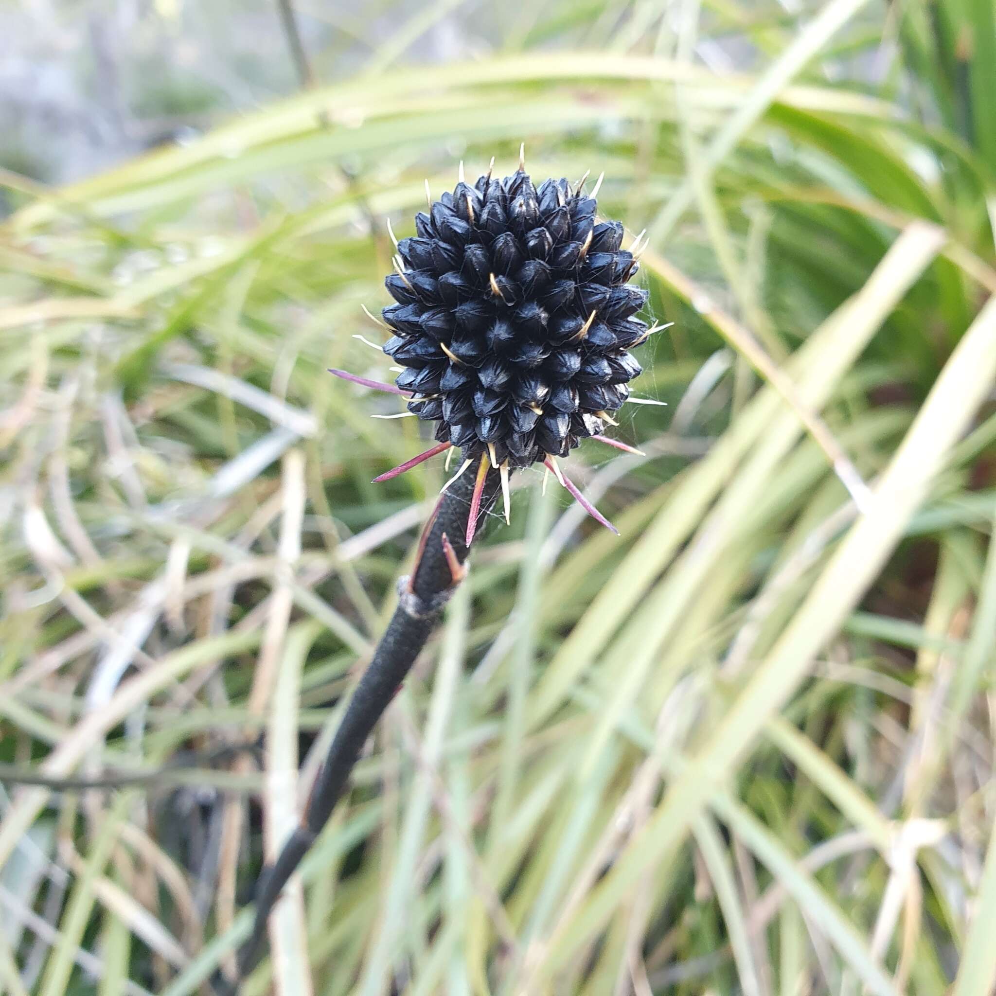 Слика од Dasypogon hookeri J. Drumm.