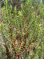 Imagem de Erica platycodon subsp. platycodon