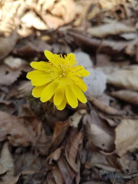 Image of Amur adonis