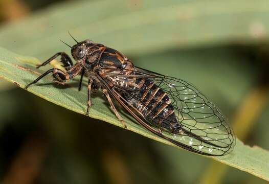 Image of Myopsalta mackinlayi (Distant 1882)