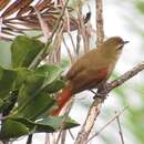 Image of Olive Spinetail