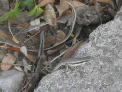 Image of Pale-bellied Hispaniolan curlytail