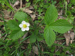 Image of woodland strawberry