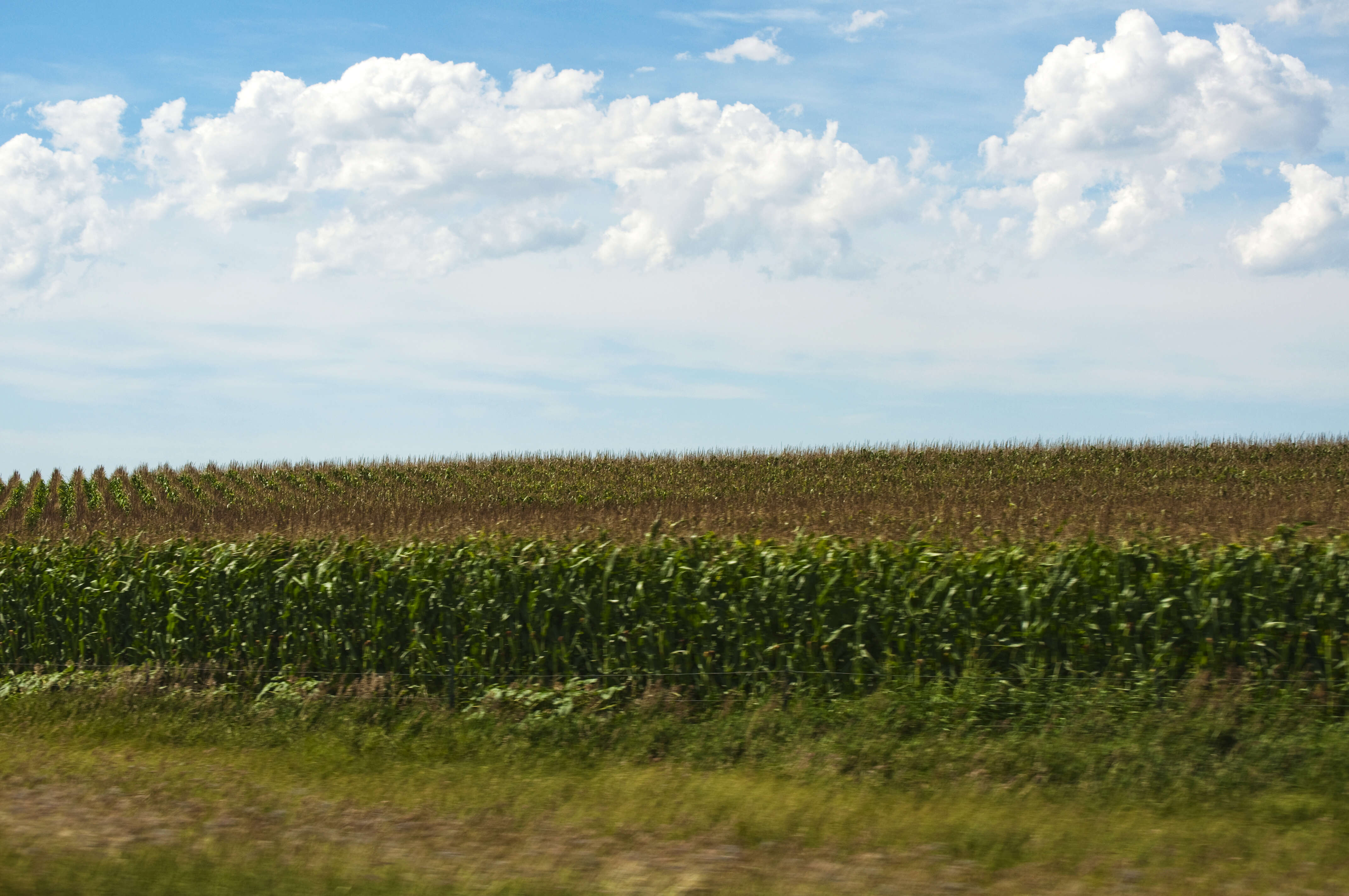 Image of corn