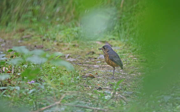 Image of Undulated Antpitta