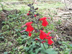 Image of Red sage