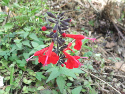 Image of Red sage