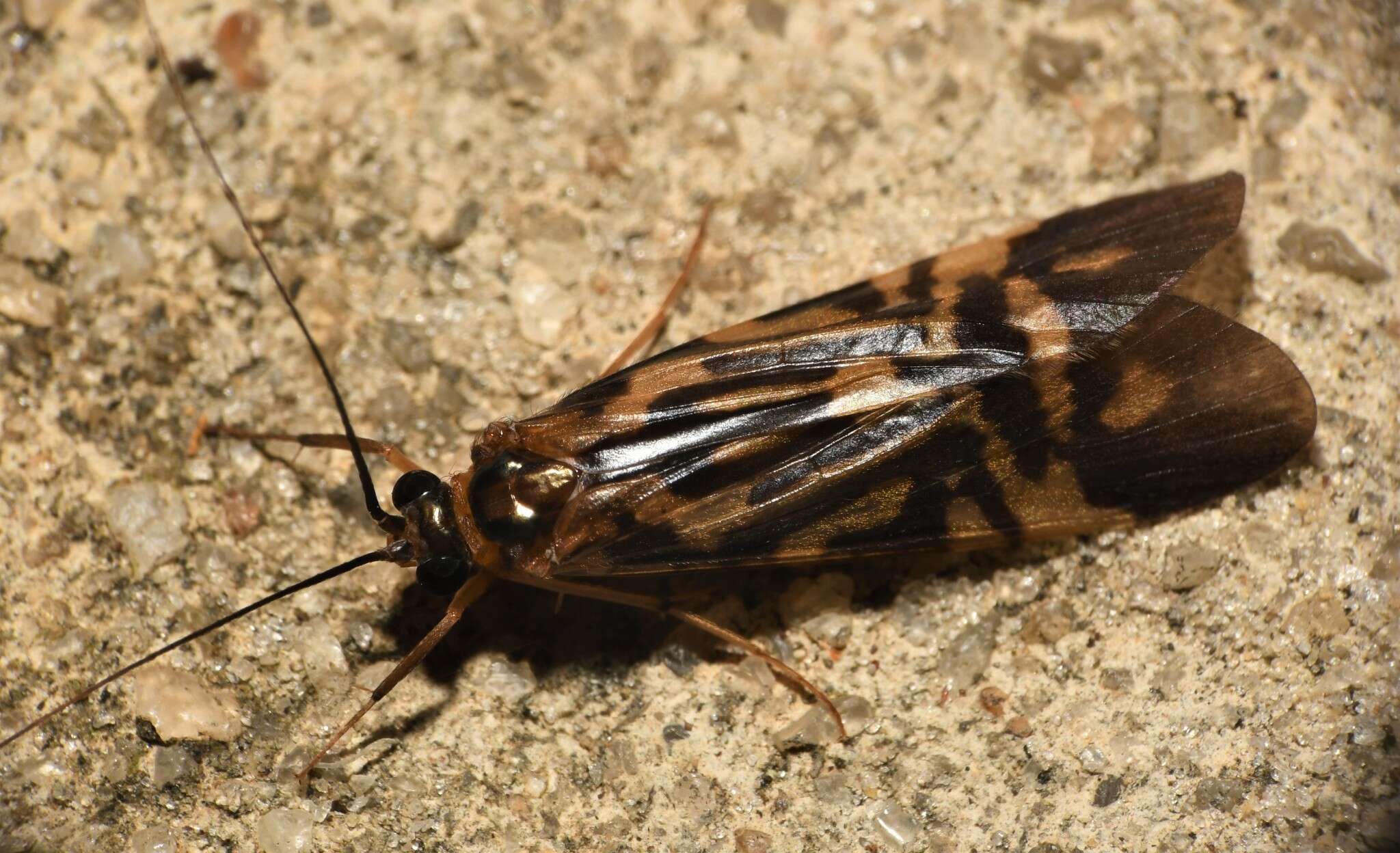 Image of Macrostemum carolina (Banks 1909)