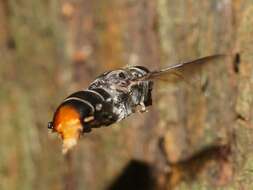 Malometasternum rufocaudata (Ferguson 1926) resmi