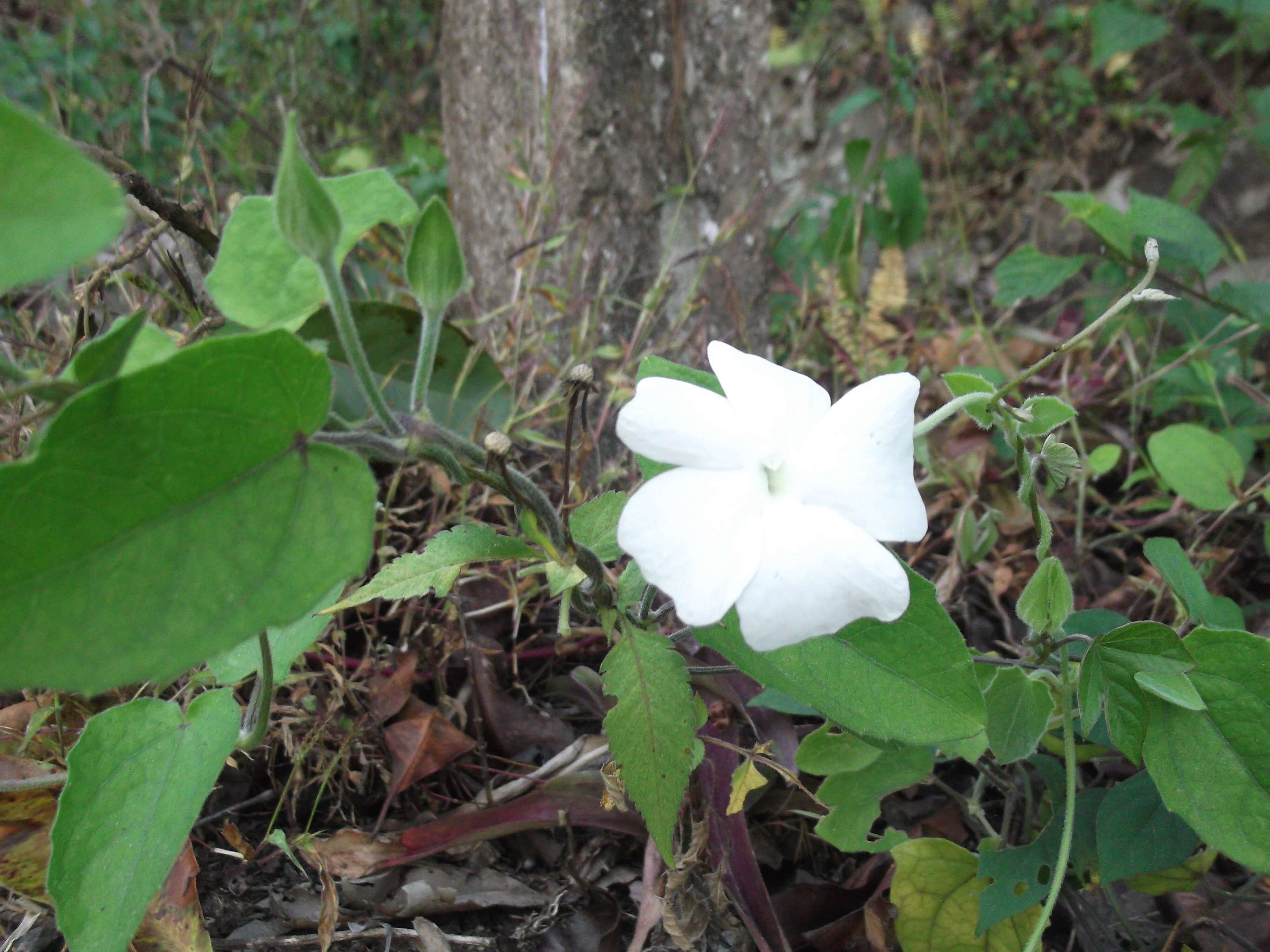 Imagem de Thunbergia fragrans Roxb.