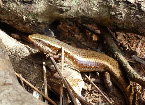 Image de Eutropis lankae