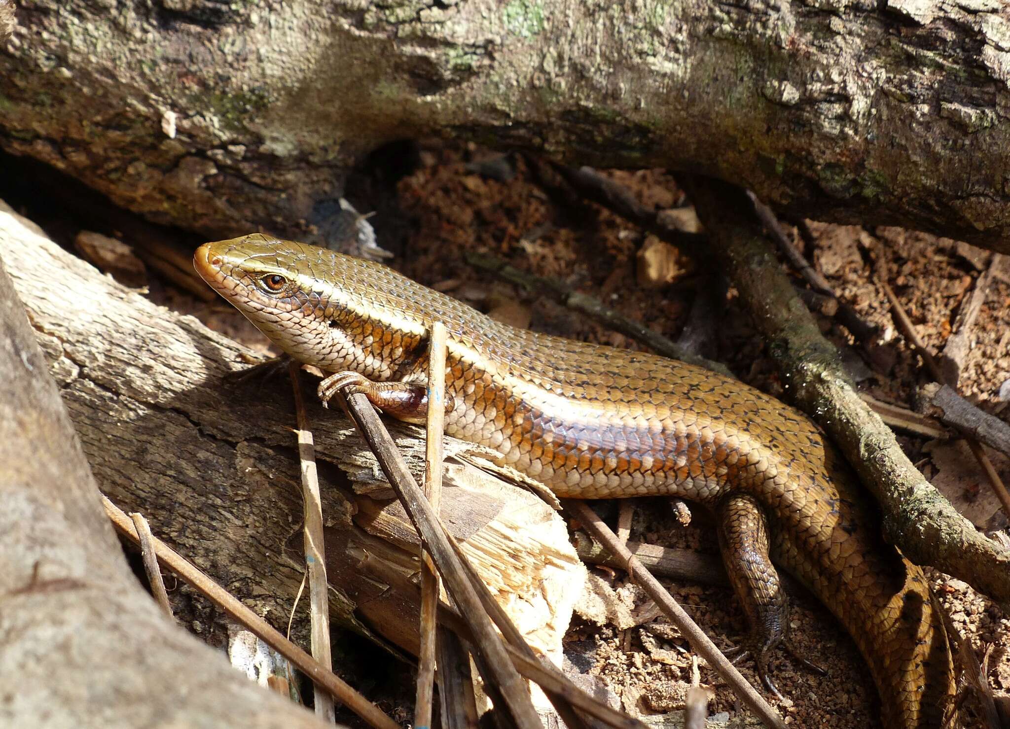 Imagem de Eutropis lankae