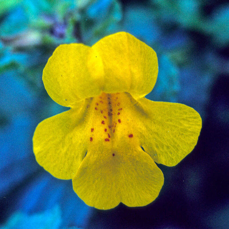 Image of Erythranthe robertsii (Silverside) G. L. Nesom