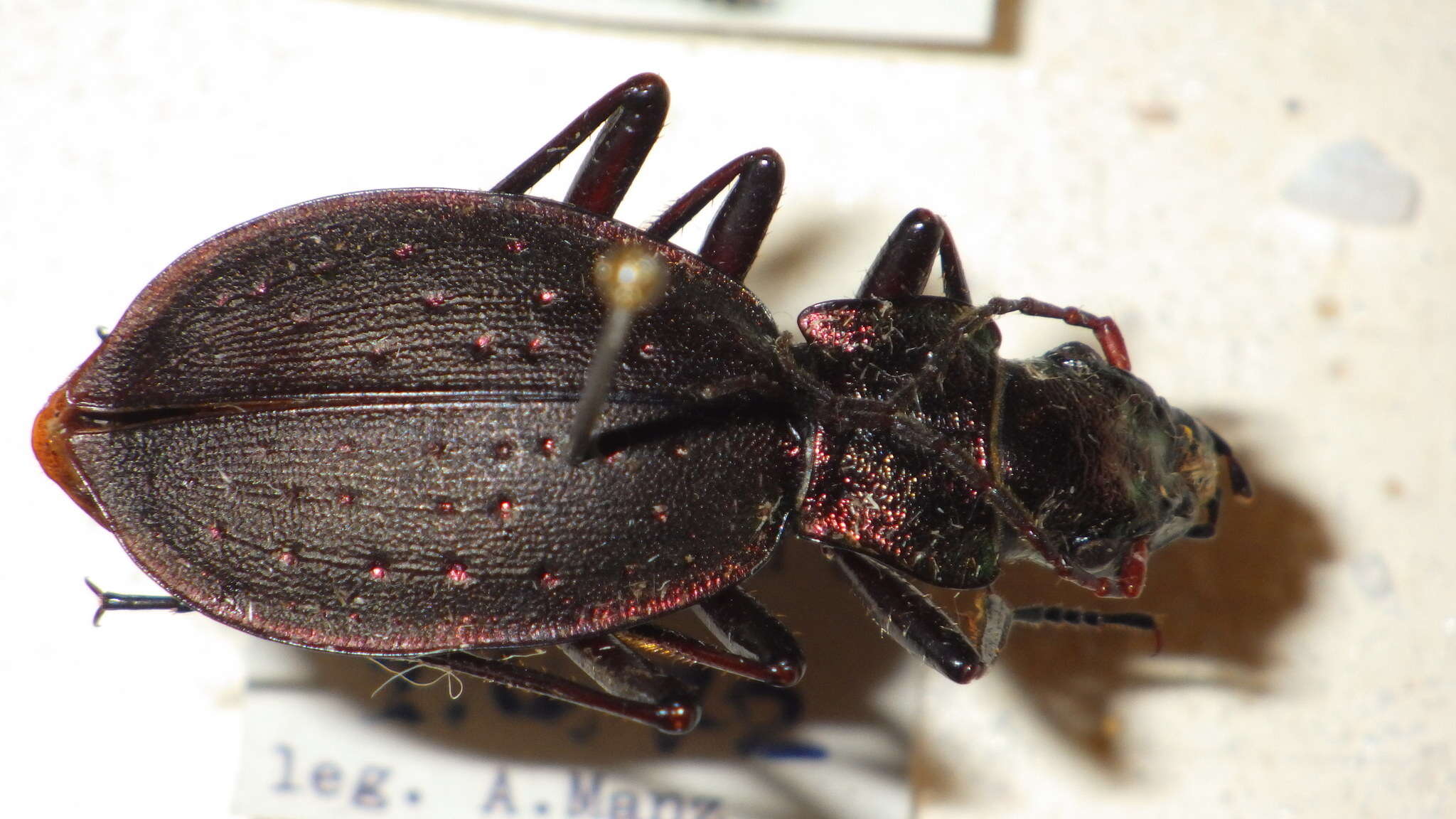 Image of Carabus (Platycarabus) irregularis Fabricius 1792