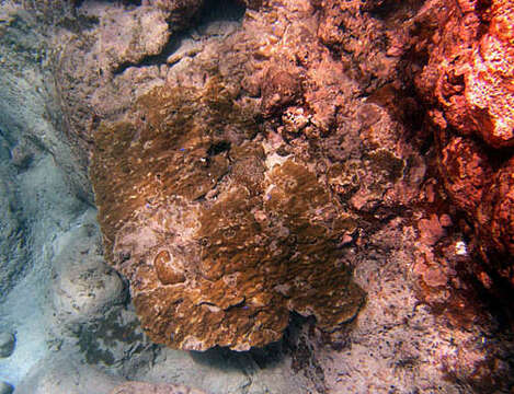 Image of Finger Coral