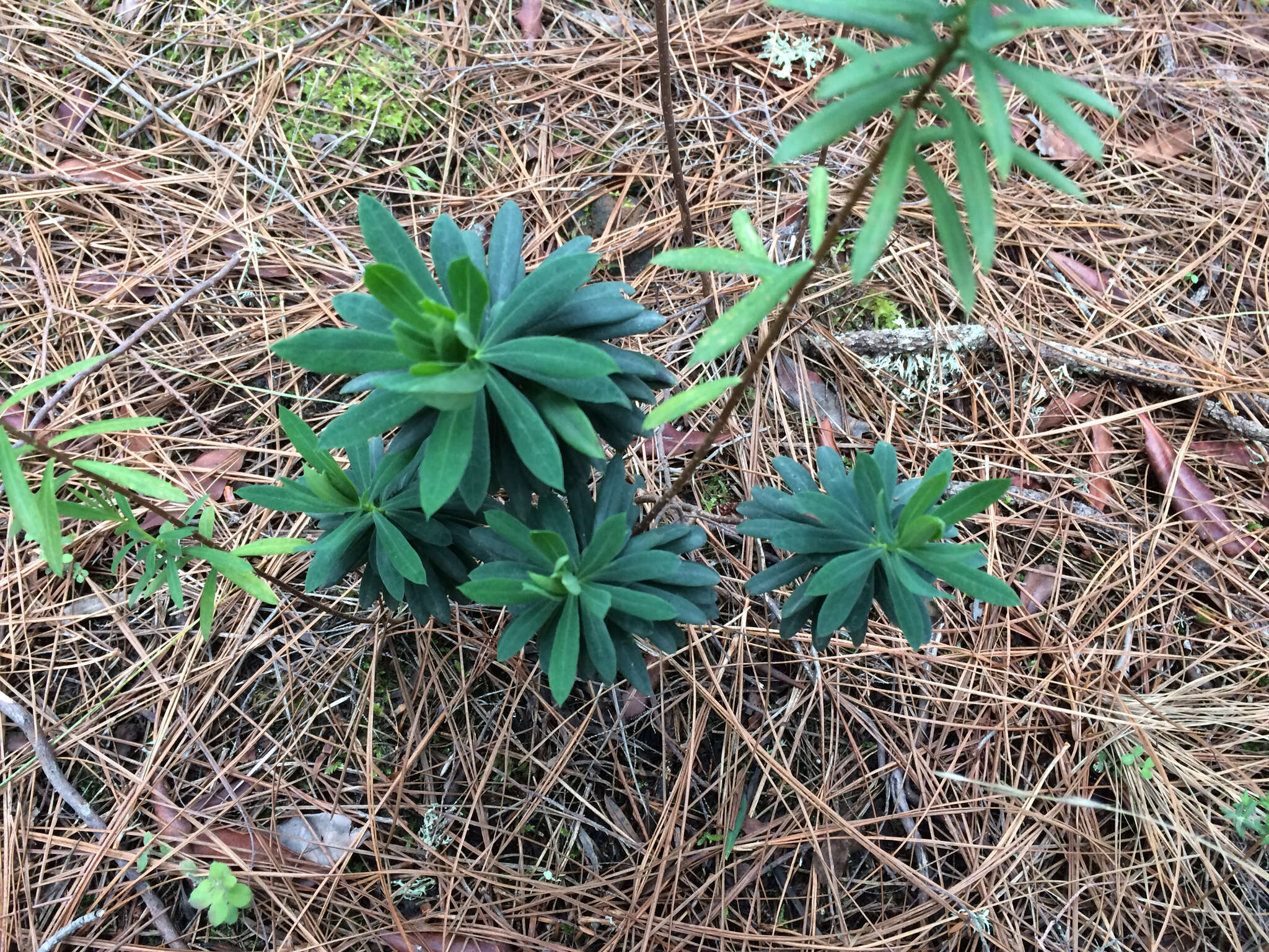 Image of Flax-Leaved Daphne