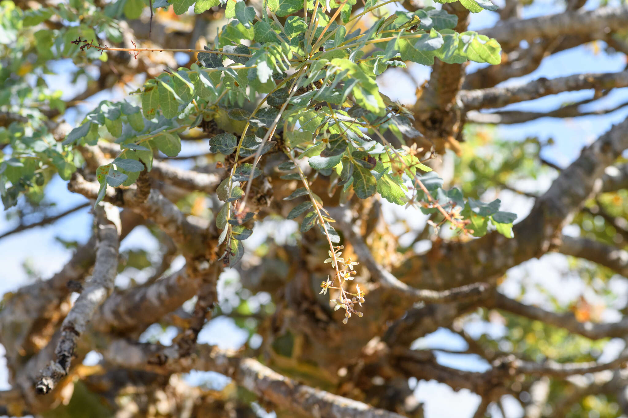 Plancia ëd Boswellia dioscoridis Thulin