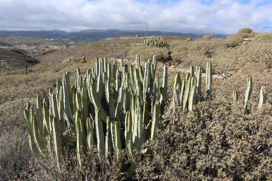 Imagem de Euphorbia canariensis L.