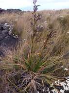 Image of Costularia robusta (Cherm.) Larridon