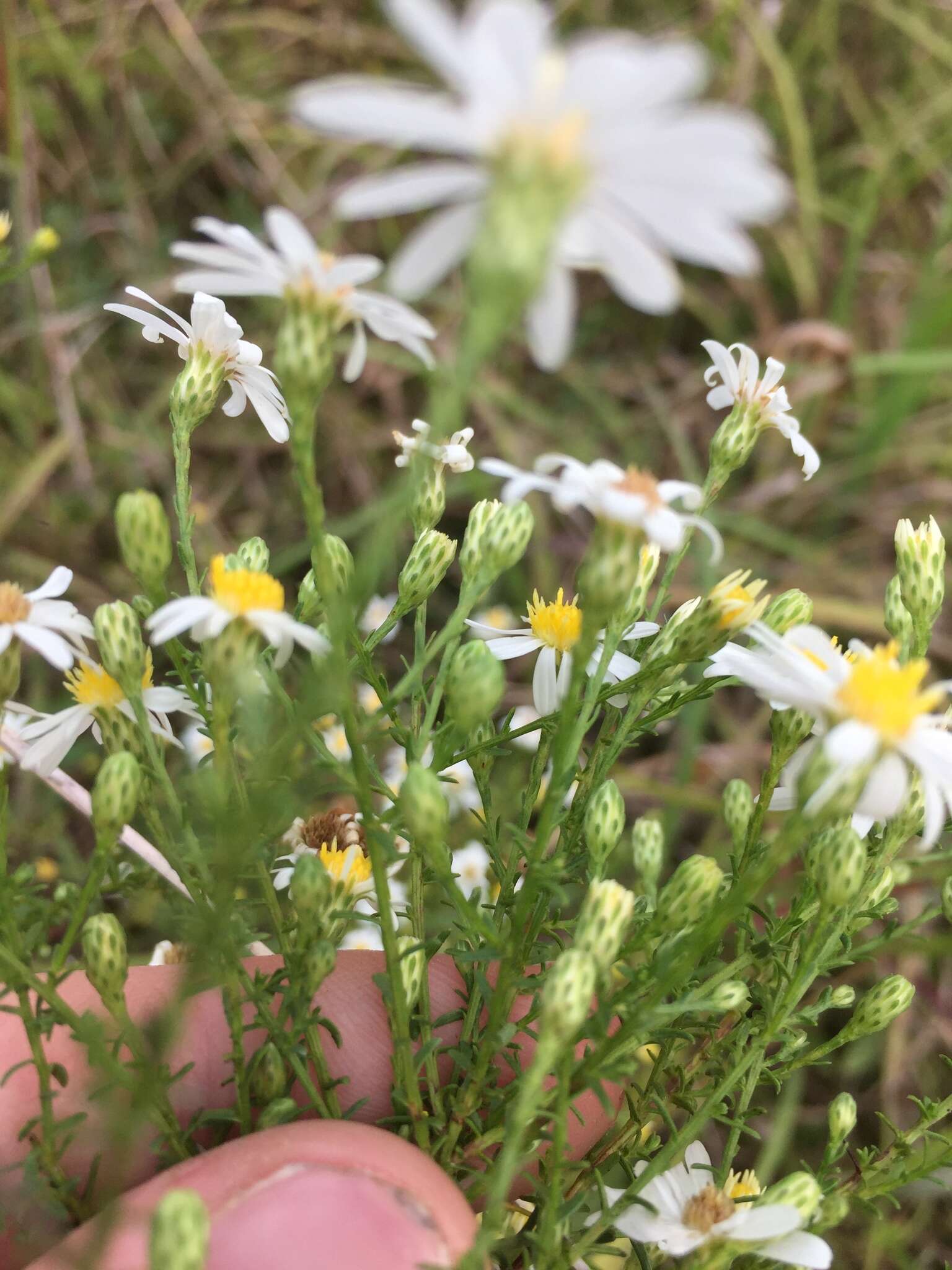 Image of <i>Symphyotrichum <i>dumosum</i></i> var. dumosum