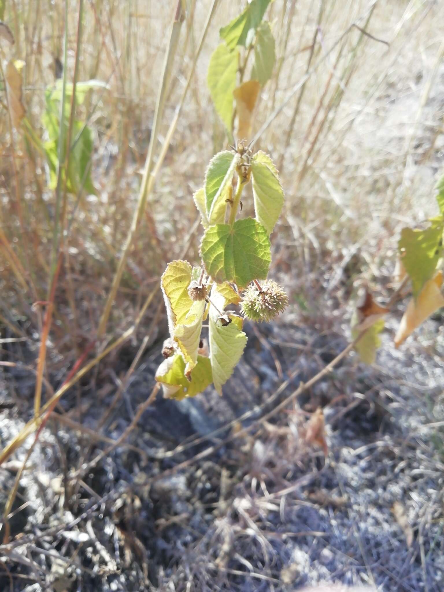 Ayenia jaliscana S. Wats. resmi