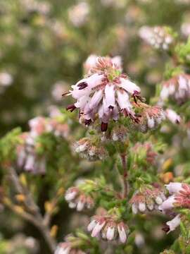 Image of Honey blaeria