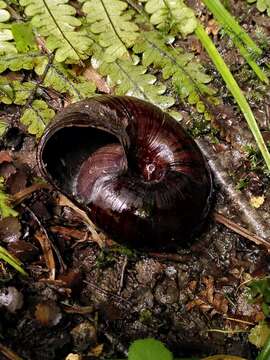 Image of Powelliphanta annectens (Powell 1936)