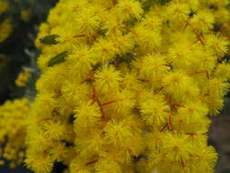 Image of cootamundra wattle