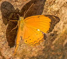 Image of Cirrochroa emalea Guérin
