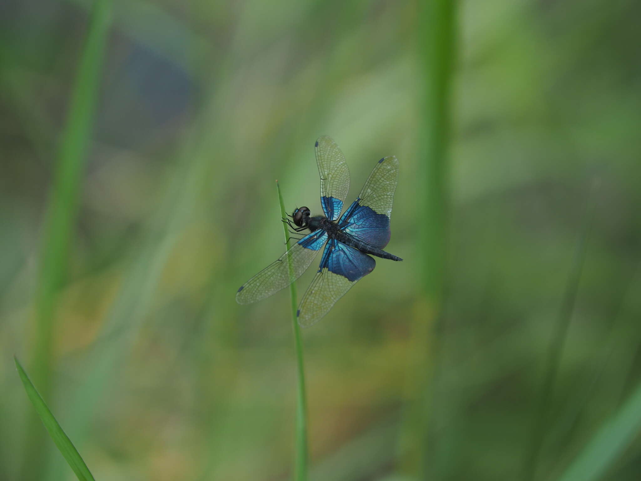 Image of Rhyothemis triangularis Kirby 1889