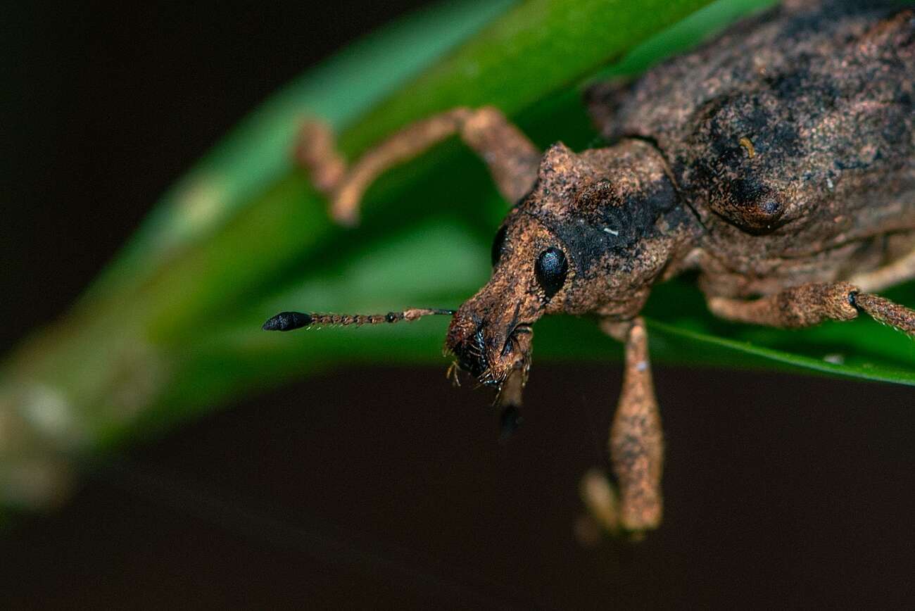 Image of Rhigus vespertilio Pascoe 1881